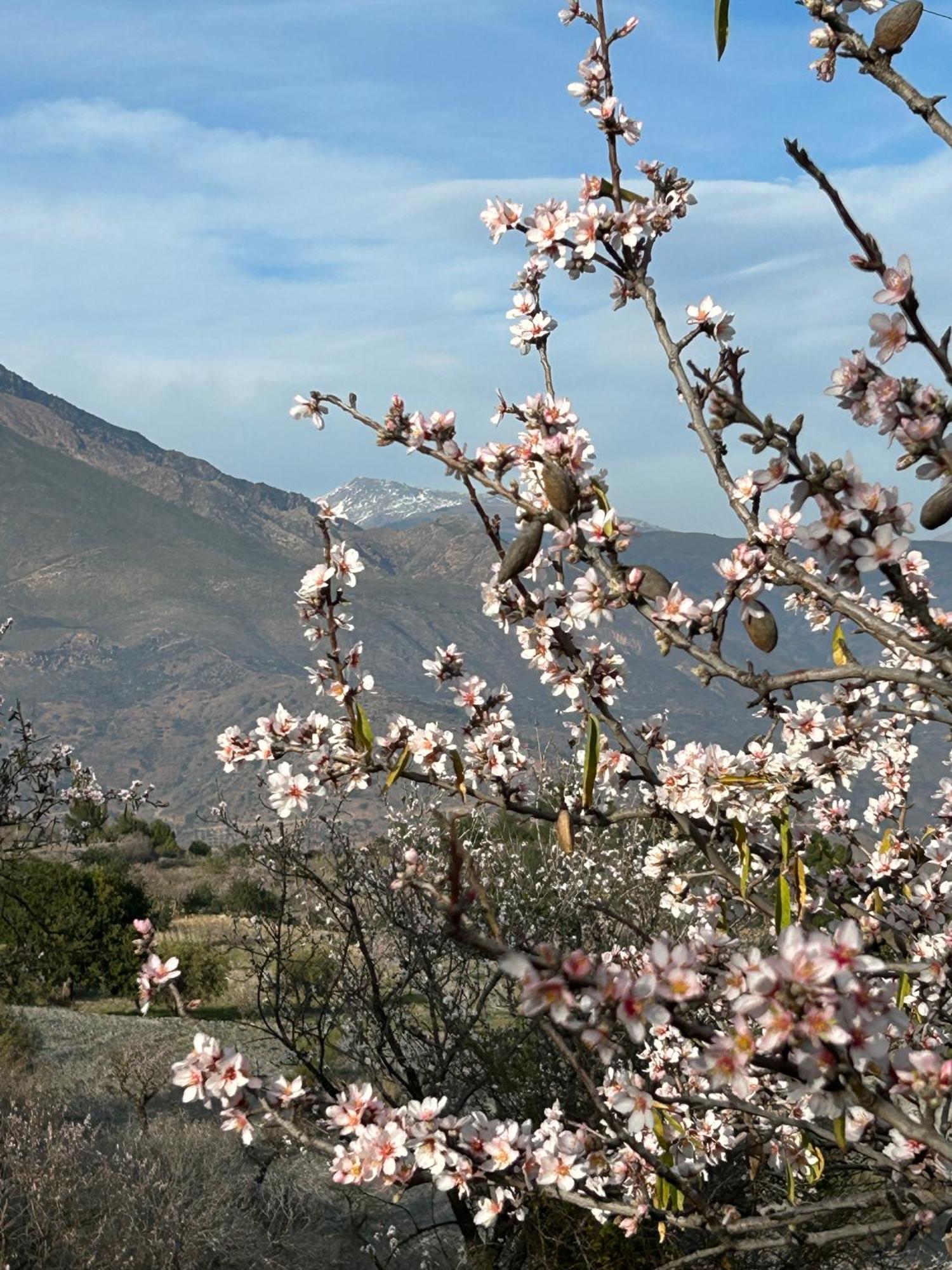 Cortijo Vacas Gordas B&B Castell de Ferro Eksteriør bilde